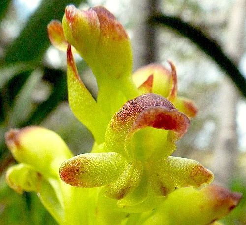 Satyrium odorum Orchidee - Orchideen Samen