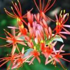 Scadoxus multiflorus  seeds
