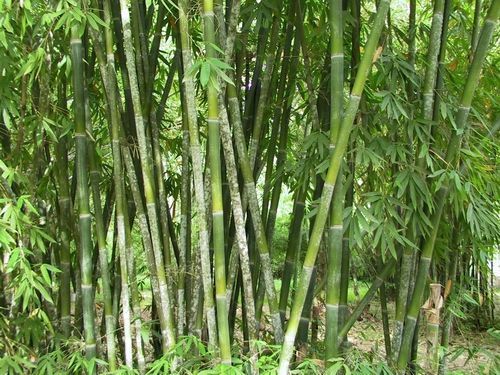Schizostachyum funghomii McClure bambú gigante semillas