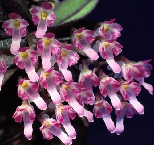 Schoenorchis fragrans orquídea semillas