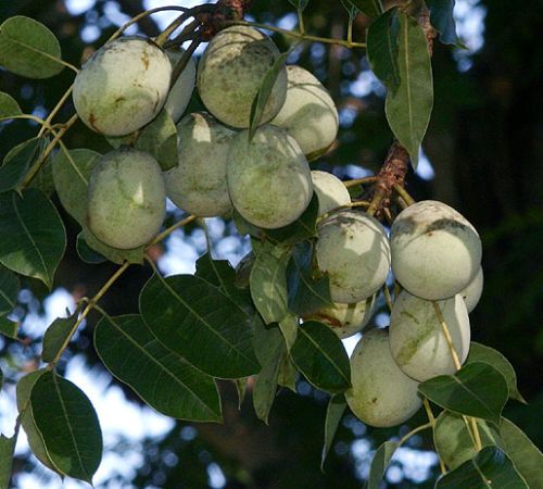 Sclerocarya birrea ssp caffra  semi