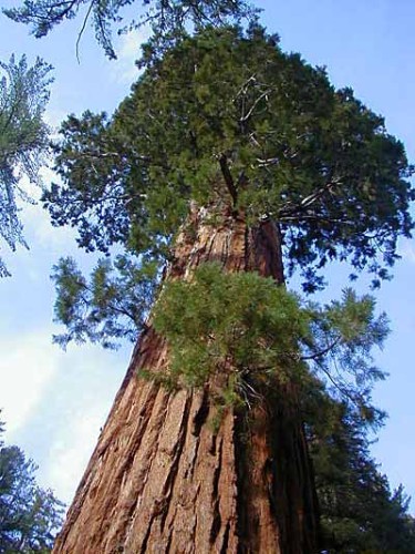 Sequoiadendron giganteum  semillas