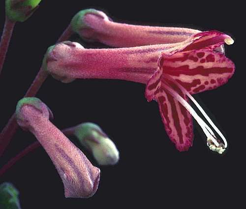 Sinningia douglasii Caudexpflanze Samen