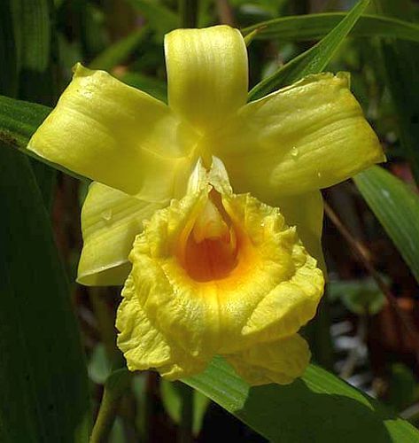 Sobralia xantholeuca orchidea semi