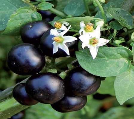 Solanum melanocerasum Garden-huckleberry graines