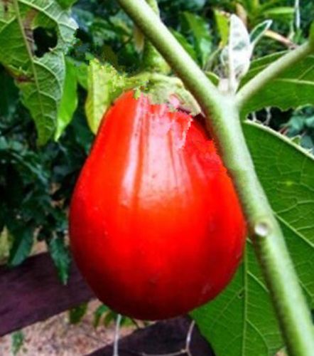Solanum melogena Aubergine rouge graines