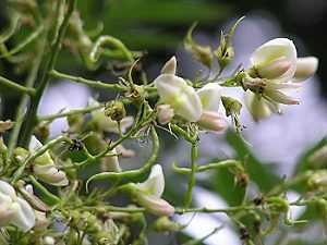 Sophora japonica Sofora del giappone semi