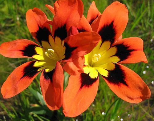Sparaxis tricolor Flor de Arlequín semillas
