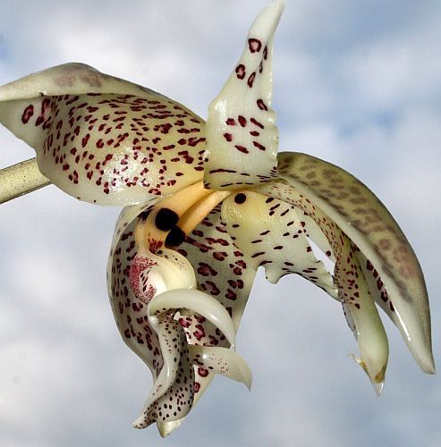 Stanhopea oculata orquídea semillas