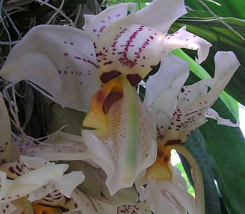 Stanhopea wardii alba orquídea semillas