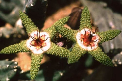 Stapelia flavopurpurea Ascleps Samen