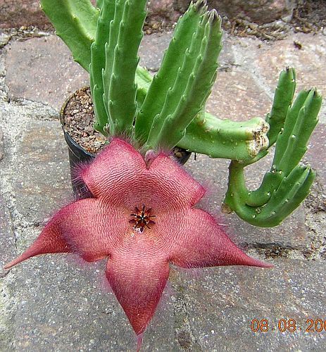 Stapelia gigantea Estapelia o Flor de lagarto semillas