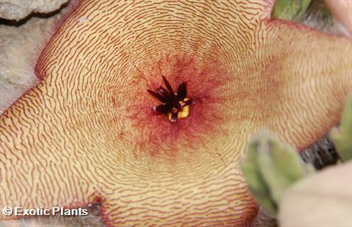 Stapelia gigantea carrion plant graines