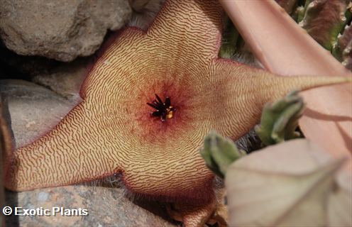 Stapelia gigantea Estapelia o Flor de lagarto semillas