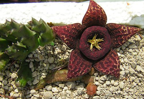 Stapelia variegata sinonimo: Orbea variegata semi