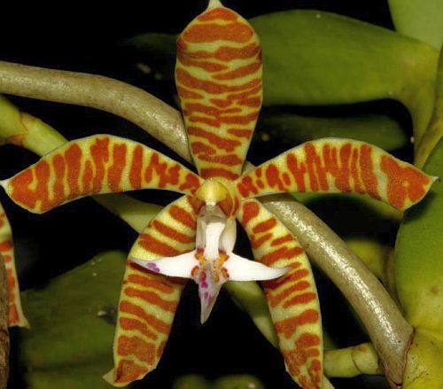 Staurochilus fasciatus orquídea semillas