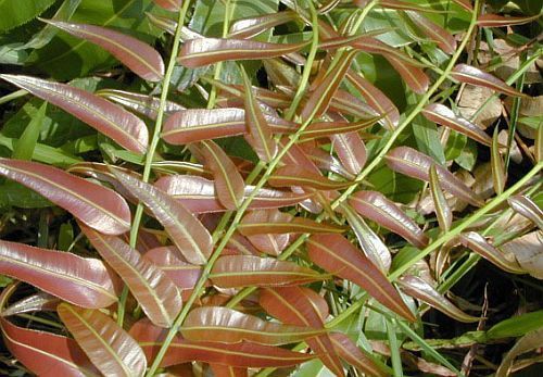 Stenochlaena palustris helecho semillas