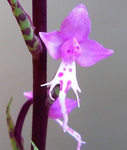 Stenoglottis fimbriata orchidées graines