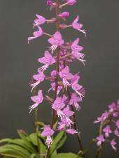 Stenoglottis fimbriata orquídea semillas