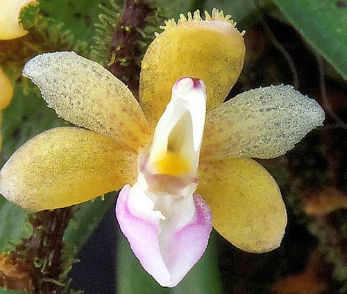 Stereochilus erinaceus orquídea semillas