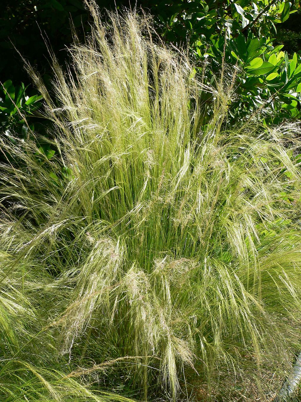 Stipa tenuissima Pony Tails Samen