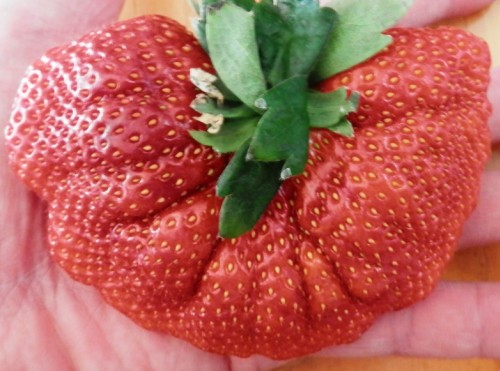 Strawberry Giant Riesen-Erdbeere Samen