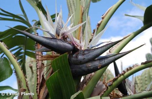 Strelitzia nicolae Baumstrelitzie Samen