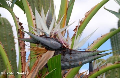 Strelitzia nicolae Estrelitzia gigante, Ave del Paraíso gigante semillas