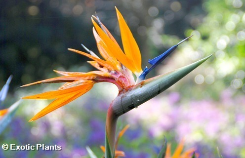 Strelitzia reginae Paradiesvogelblume Samen