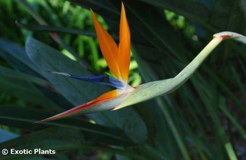 Strelitzia reginae MandelasGold Paradiesvogelblume Samen