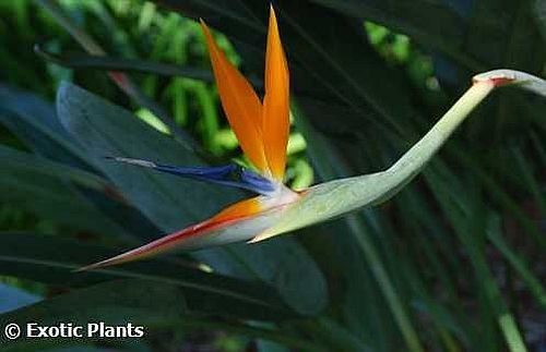 Strelitzia reginae MandelasGold Uccello del Paradiso semi