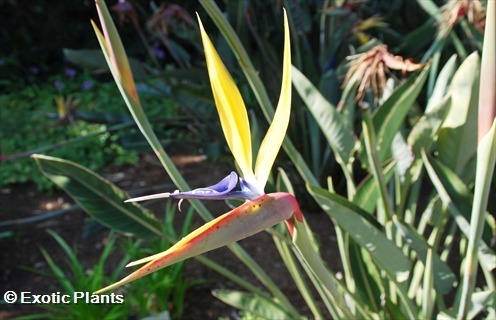 Strelitzia reginae MandelasGold oiseau de paradis graines