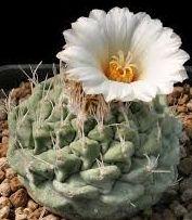 Strombocactus disciformis cactus graines