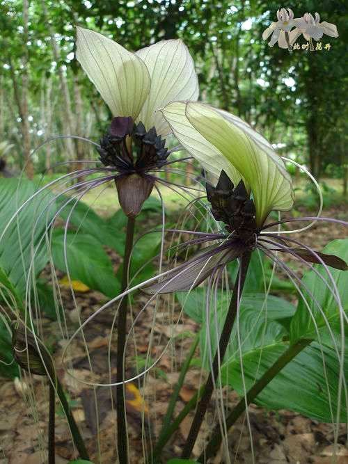 Tacca integrifolia flor del bate blanco semillas