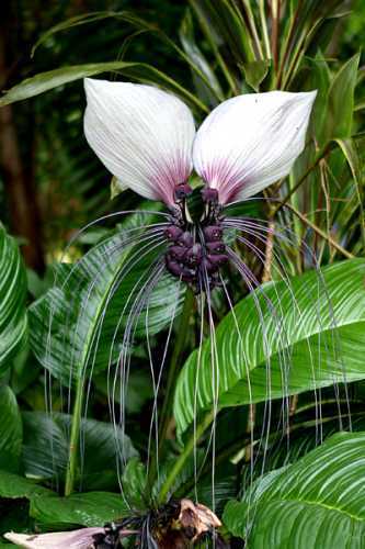 Tacca nivea fleur chauve-souris blanche graines