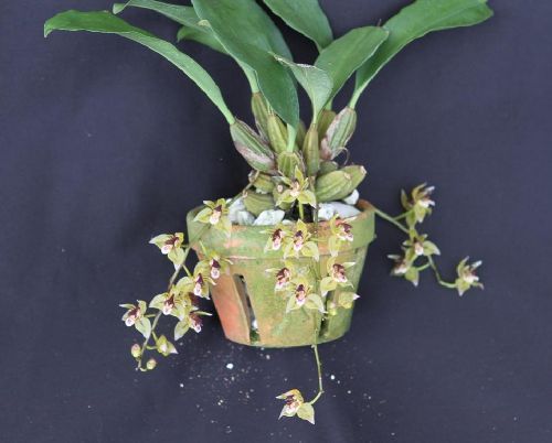 Thecopus secunda orchidée graines