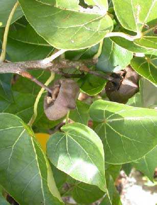 Thespesia populnea árbol de Portia semillas