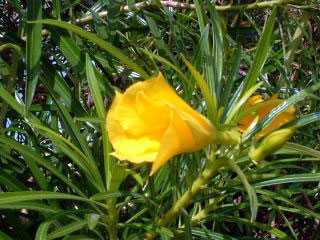 Thevetia neriifolia adelfa amarilla, sinónimo: Thevetia peruviana semillas