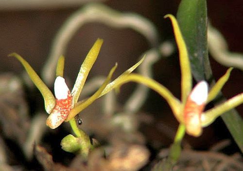 Thrixspermum centipeda orchidea semi