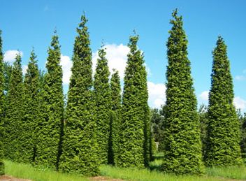 Thuja plicata Riesen-Lebensbaum Samen