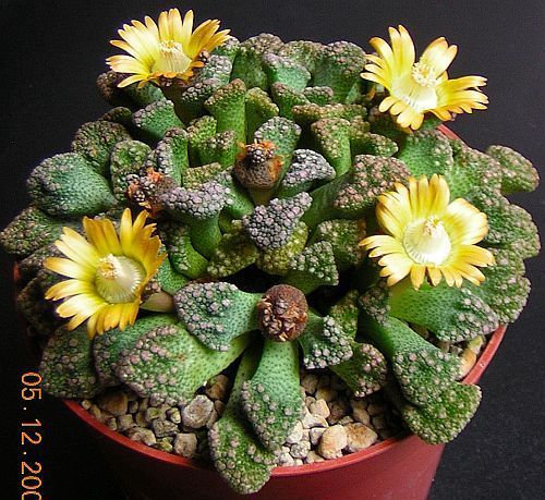 Titanopsis calcarea Семена Titanopsis calcarea Семена