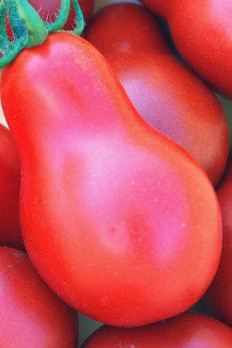 Tomate Austin Red Pear  semillas