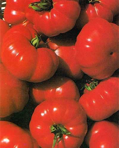 Tomate Costoluto Fiorentino Tomato Costoluto Fiorentino semillas