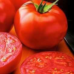 New Yorker kleinbleibende Tomate für Gegenden mit kurzen Sommern kältetolerant 