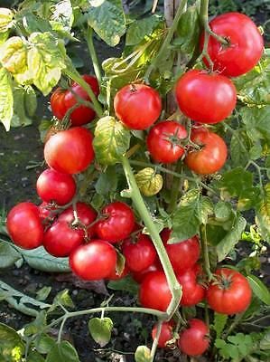 Tomato Dwarf Window Box Red Tomate cerise rouge graines