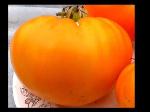 Tomato German Orange Strawberry  semi