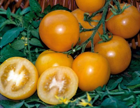 Tomato Golden Sunrise Strauchtomate Samen