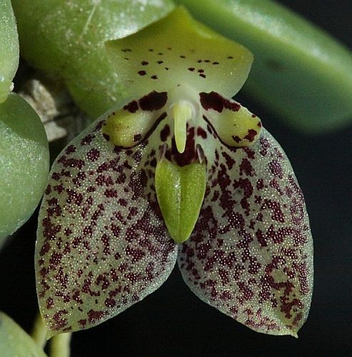 Trias cambodiana orchidea semi