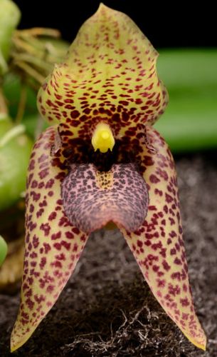 Trias disciflora syn: Bulbophyllum disciflorum Samen