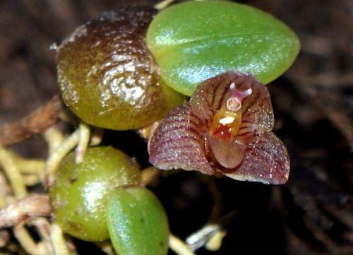 Trias intermedia Orchideen Samen